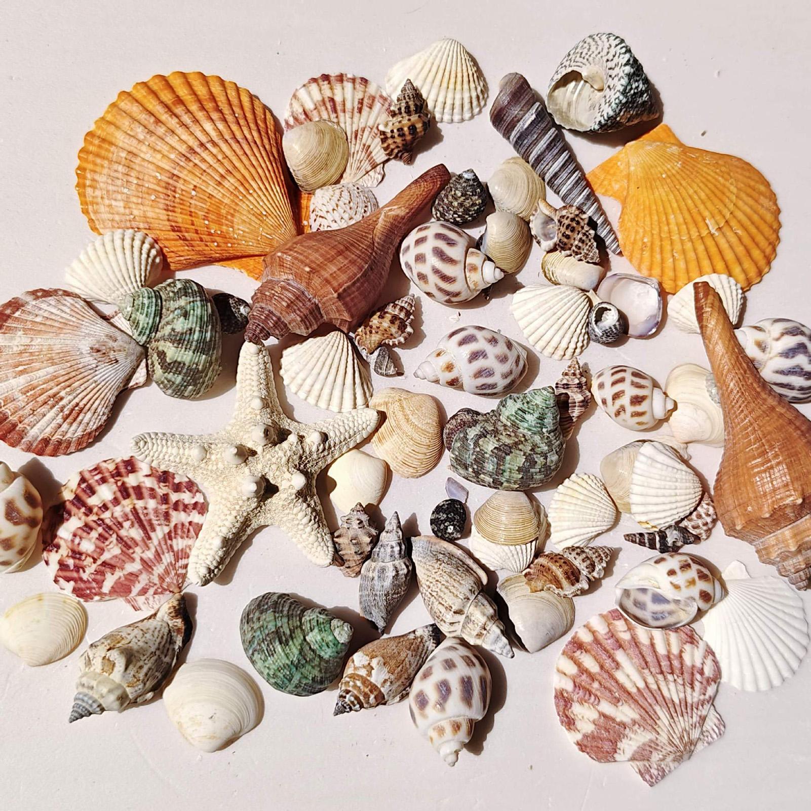 Tiny Shells Natural Sea Theme  - Candle Making For Kids ulasan dan harga