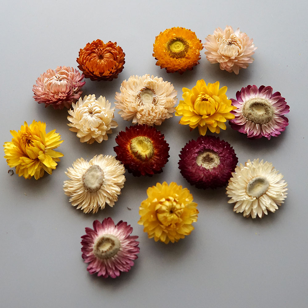 Natural Dried Colorful Chrysan - Candle Making Products ulasan dan harga