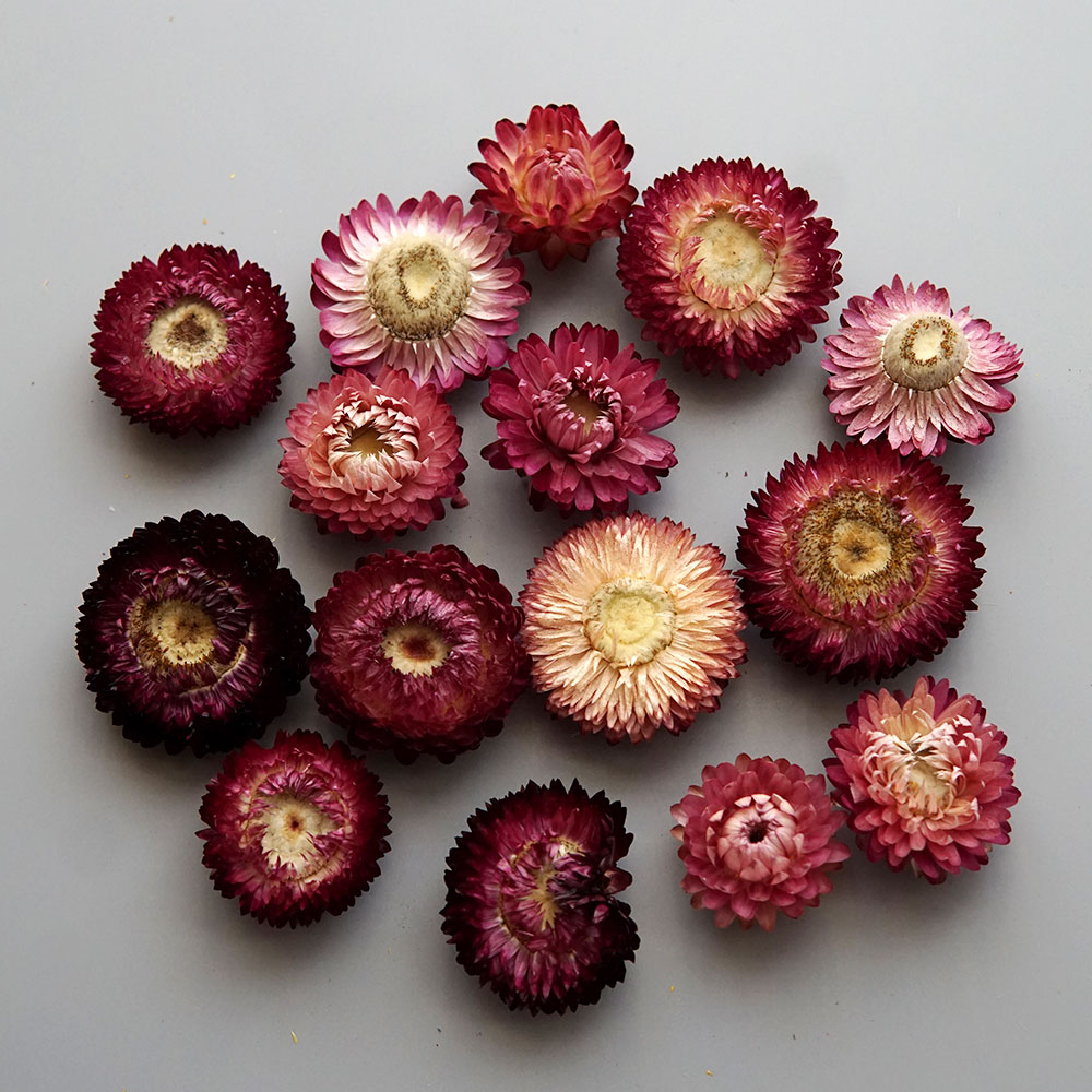 Natural Dried Colorful Chrysan - Candle Making Products ulasan dan harga