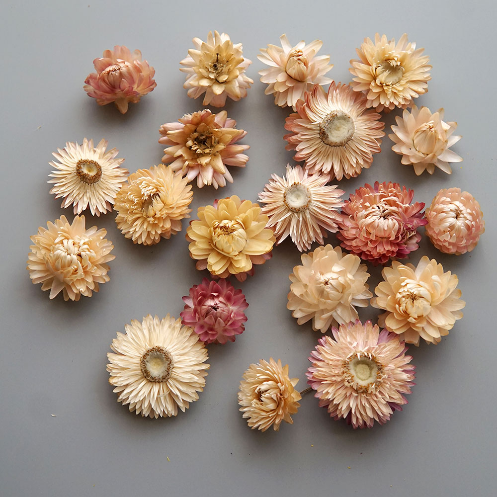 Natural Dried Colorful Chrysan - Candle Making Products ulasan dan harga